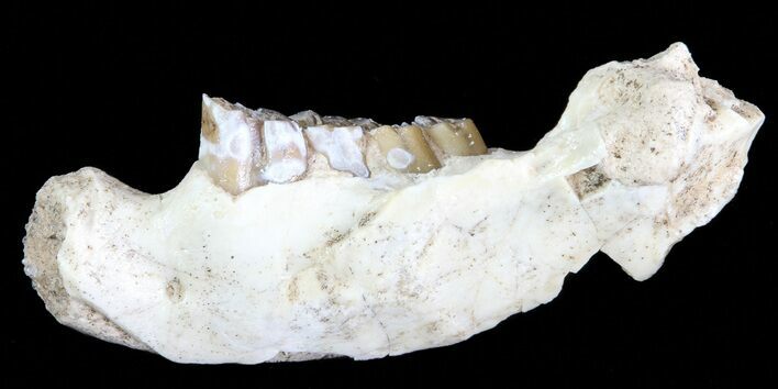 Oligocene Squirrel-Like Mammal (Ischyromys) Jaw Section #70097